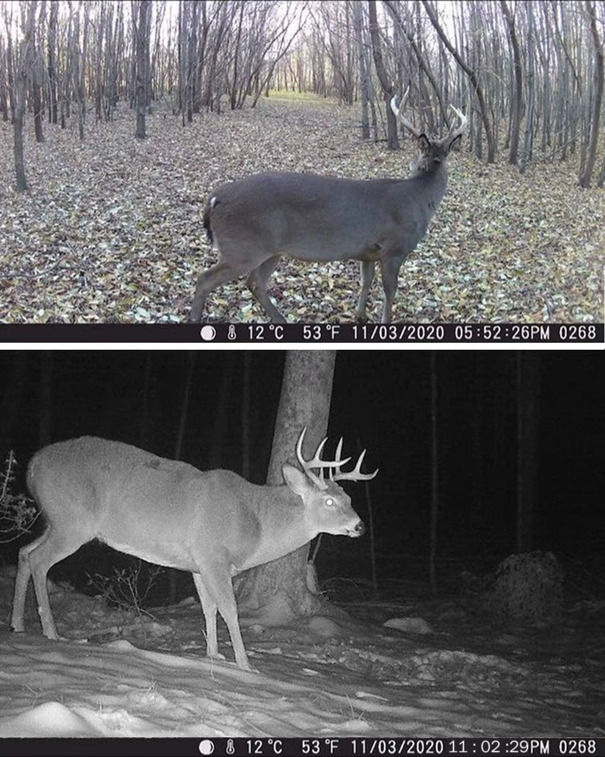 TerraCam Scout 810M — 20 MP