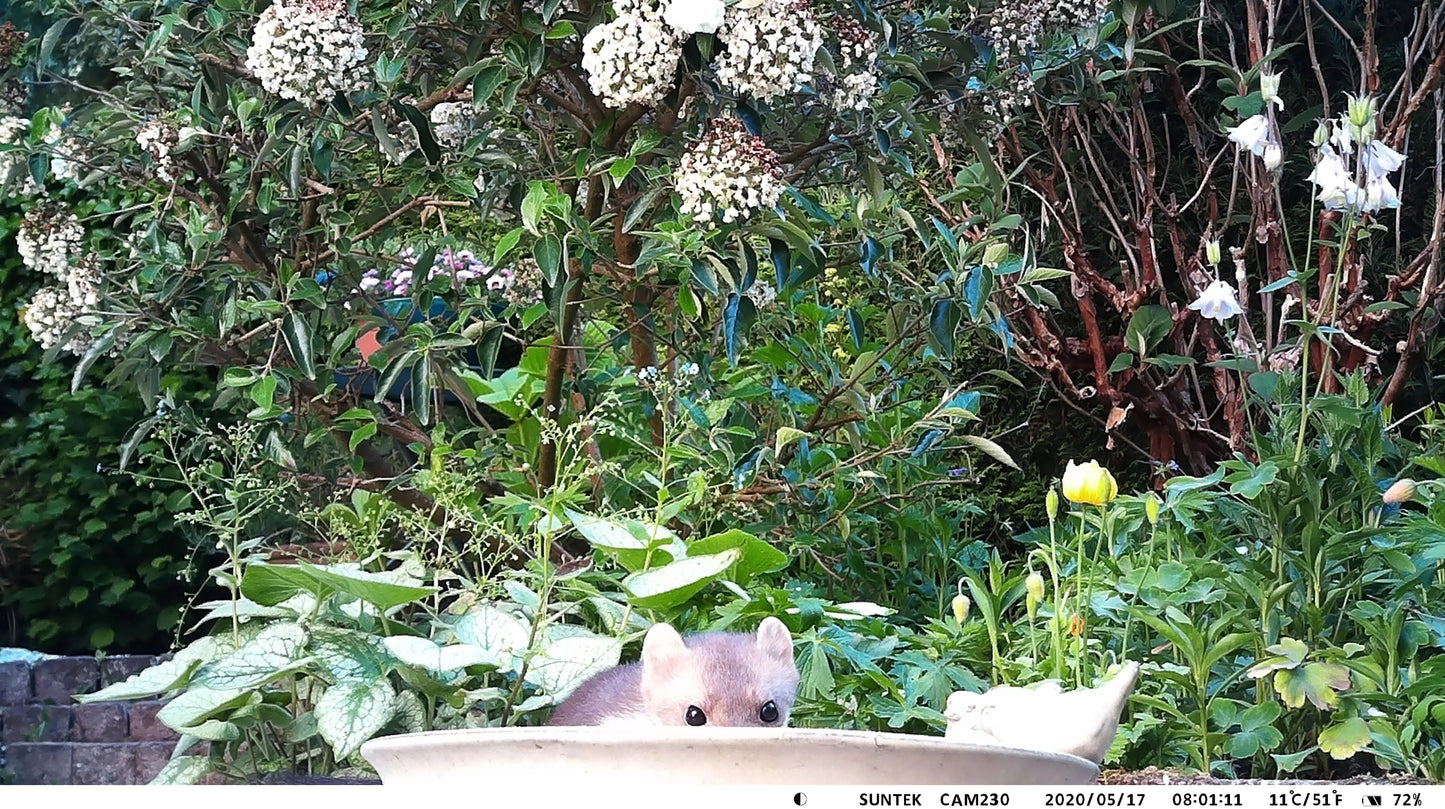 TerraCam Trail 300M — 16 MP · IR · Envoi MMS/Email (2G)