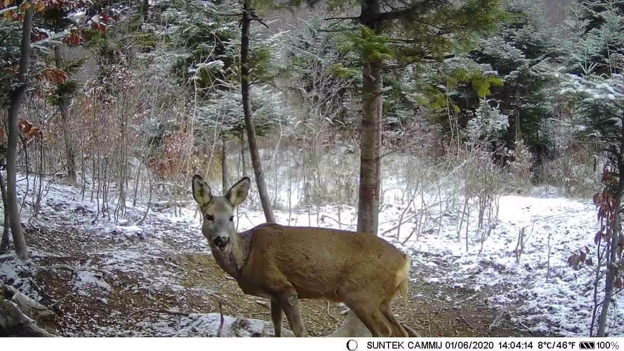 TerraCam Ultra-Compacte — Full HD 1080P · 20MP