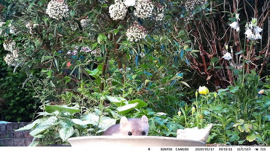 Quel type d’appareil utilisent les chasseurs pour filmer et observer ?