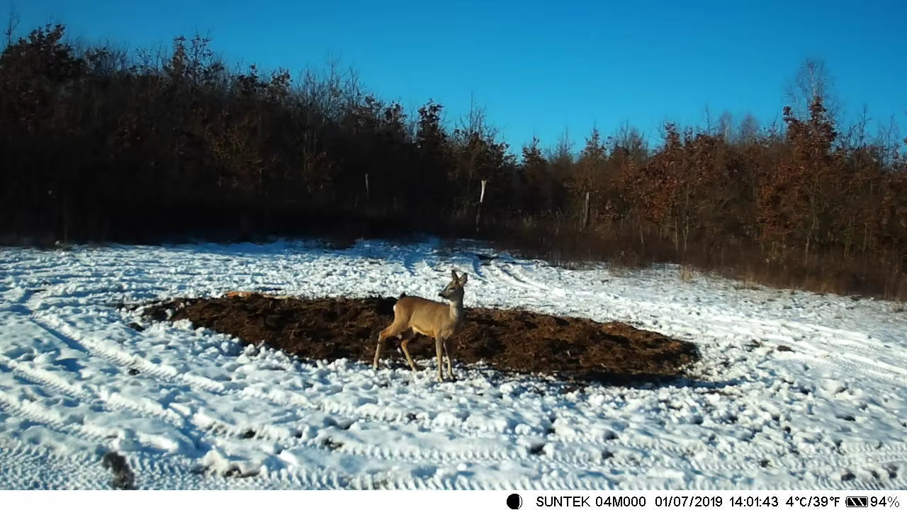 TerraCam Scout 810M — 20 MP