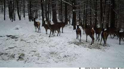 TerraCam Lithium 20 — 20 MP · 1080p · Batterie 5000 mAh